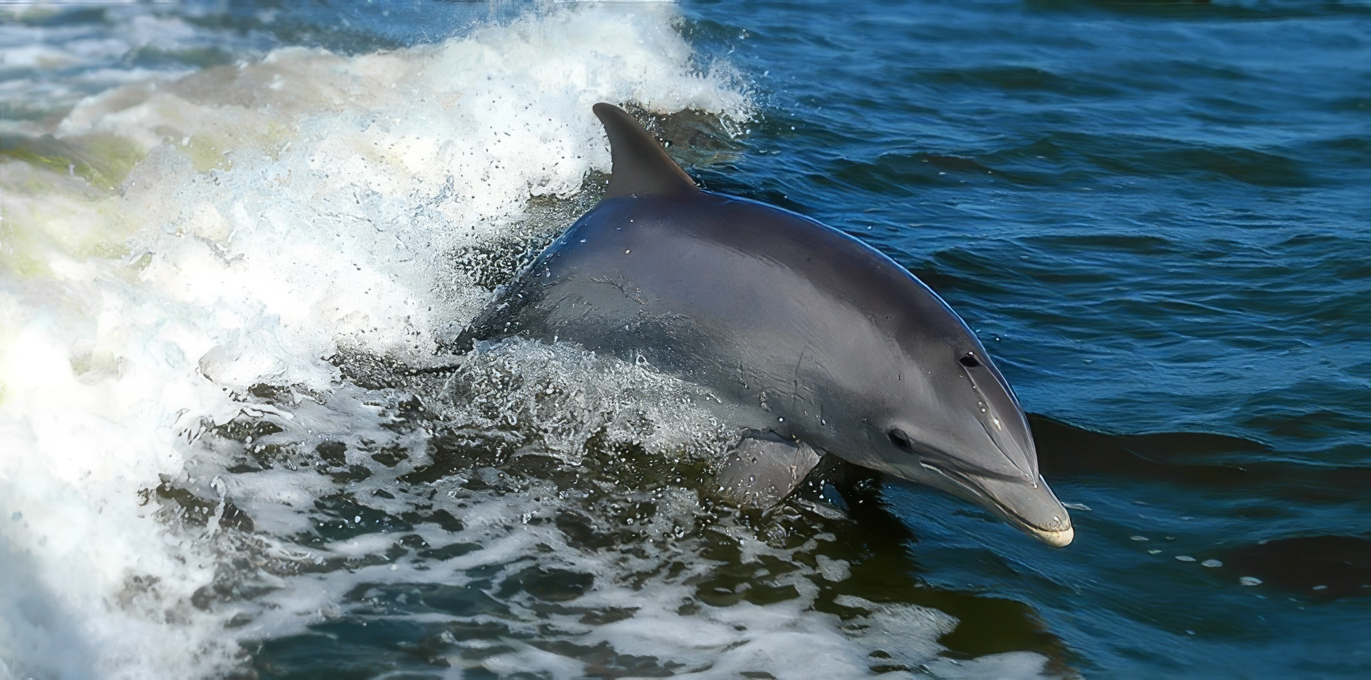 Croisière baleines & dauphins – Nosara Ocean Tours